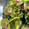 グリーン胡蝶蘭とグロリオサのハーフムーンリース 画像2