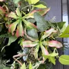 グリーン胡蝶蘭とグロリオサのハーフムーンリース 画像3