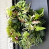 グリーン胡蝶蘭とグロリオサのハーフムーンリース 画像6