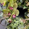 グリーン胡蝶蘭とグロリオサのハーフムーンリース 画像4